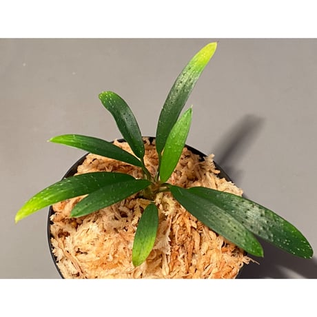 Homalomena cf. hasei from Aceh sumatera [LA0121-02z]