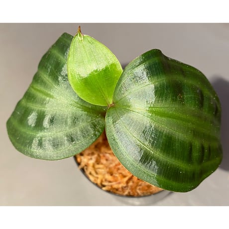 Geogenanthus undatus from Tarapoto Peru [tanakay]