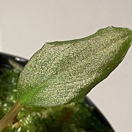 Homalomena sp. Red "Sabah-6" [R0515-03a]