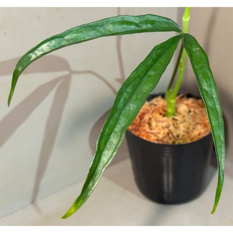 Anthurium aff. eminens