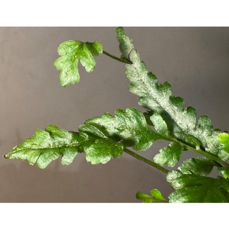 Bolbitis sp. from Siberut [LA 2012年]