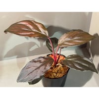 Homalomena sp. "Glossy Purple" from Malaysia