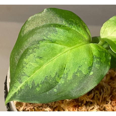 (本タグ付き) Aglaonema pictum " White-Devil" JCS from Pulau Nias [AZ0715-2]