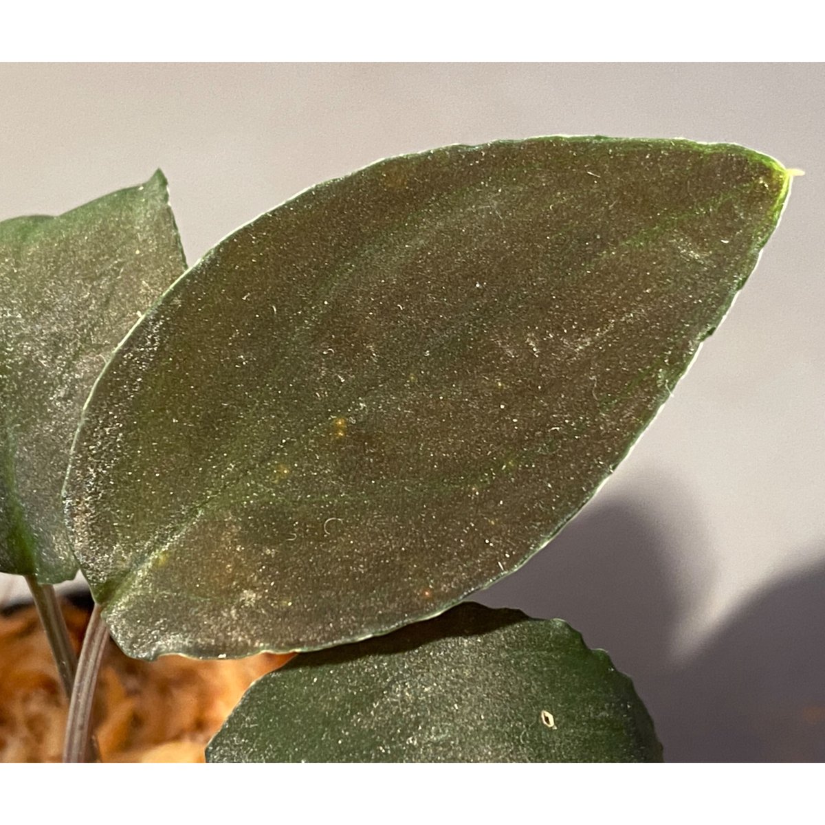 Homalomena sp. from Bau Sarawak | M・R・G・R