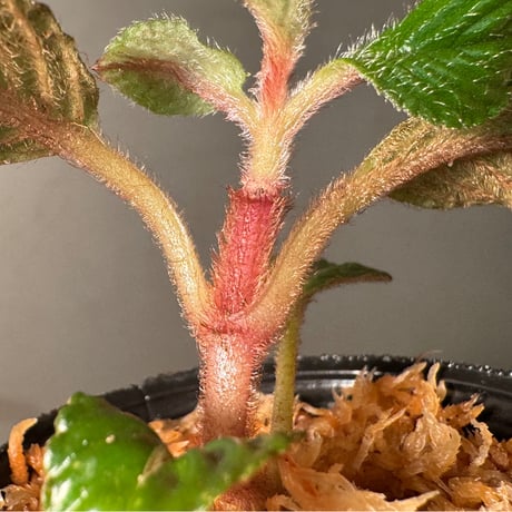 Acranthera sp. from Sekadau