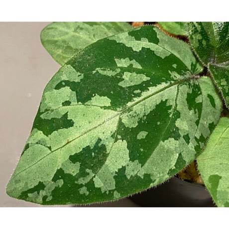 Gymnostachyum sp. f1 from Aceh sumatera [LA0816-1ss]