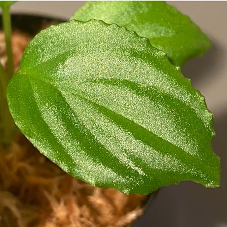 Homalomena sp. "Minimum" from Padan Utara [AZ0512-04]