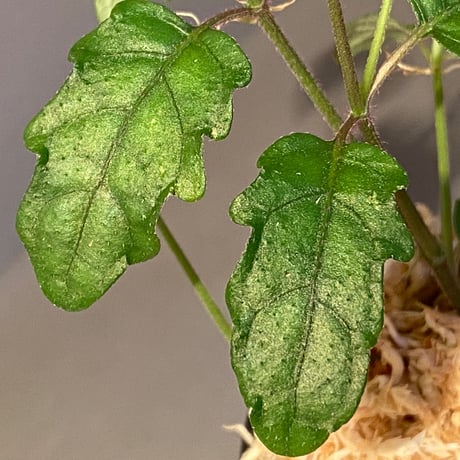 Scrophulariaceae sp. from Valencia, Negros Oriental