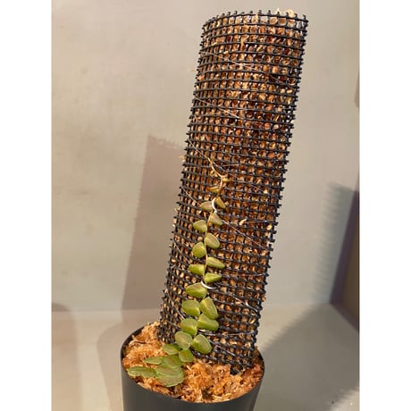 Marcgravia sp. "Bronze"