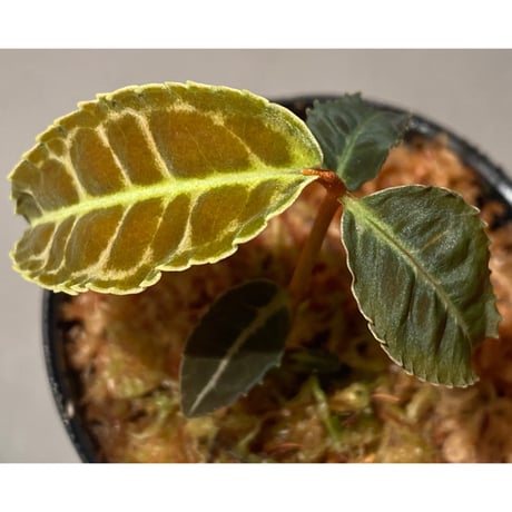 Emblemantha urnulata (Labisia sp.) from Riau sumatera [LA0815-01]