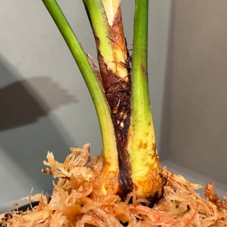 Licuala mattanensis 'Mapu' from Sanggau West Kalimantan ①