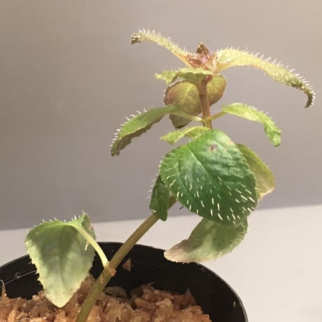Sonerila sp. wf1 from Phang Nga Thailand [KZT]