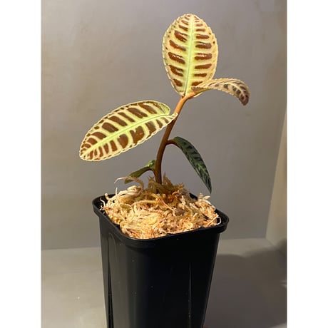 Emblemantha urnulata (Labisia sp.) from Riau sumatera [LA0815-01]