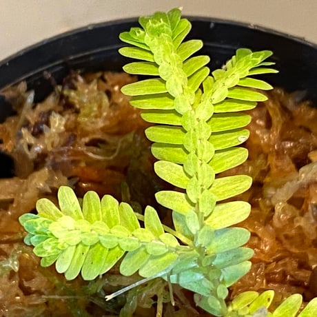 Selaginella sp. バリエガータ from "Nanga pinoh" [TB]