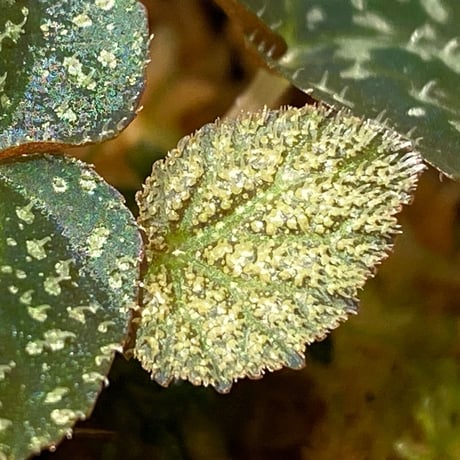 Begonia sp. from Trat Thailand