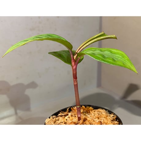 Geogenanthus undatus from Tarapoto Peru [tanakay]