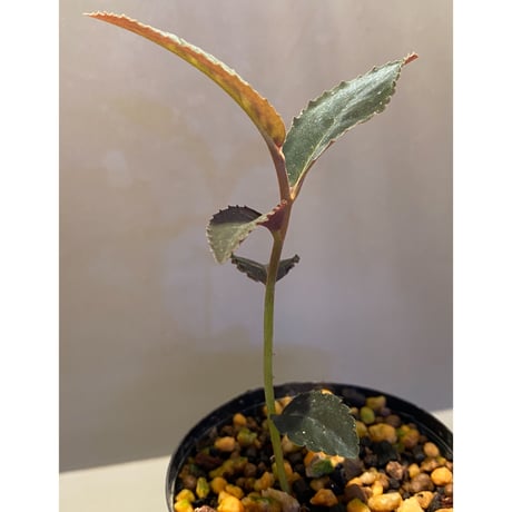 Ardisia sp. from Riau sumatera