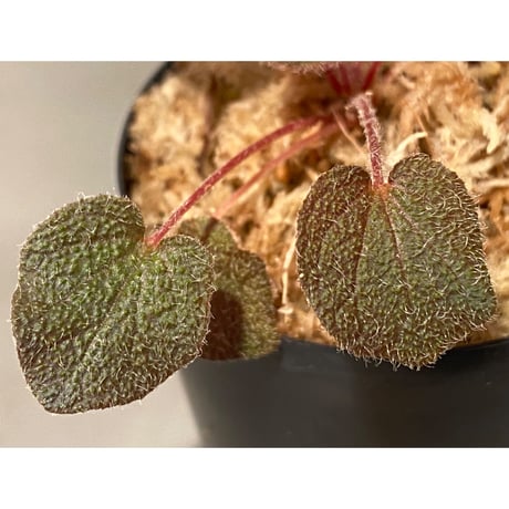 Sonerila dongnathamensis [LA]