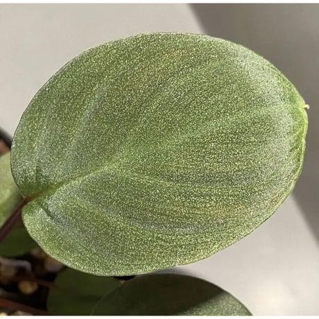 Homalomena sp. from Tambunan [TK200217]