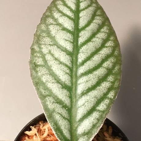 Ardisia sp. from Ache Sumatera [ L A]