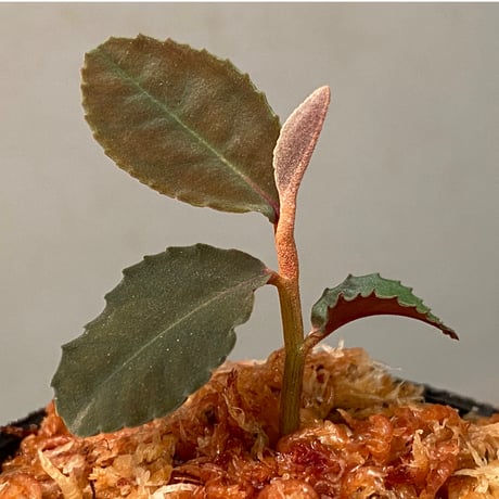 Labisia sp. from Malaysia [KN]