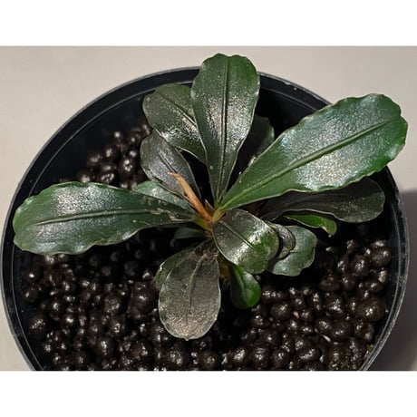 (脇芽付き) Bucephalandra sp. "Sexy Pink"