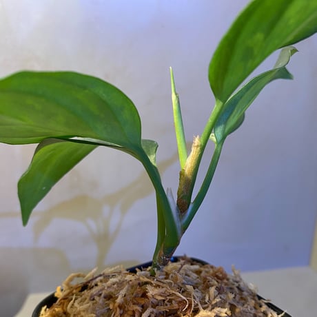 Aglaonema pictum A "しるば〜らいん" from Aceh sumatera [LA0217-04]