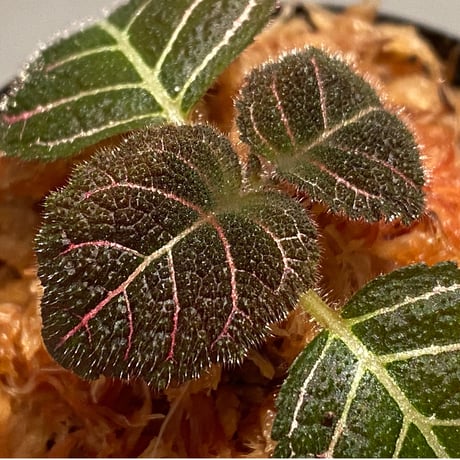 Pearcea hypocyrtiflora from South America