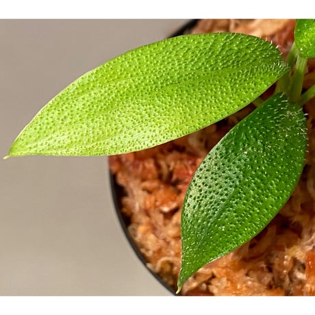 Homalomena hasei "狐尾" from Aceh sumatera [LA0616-04]