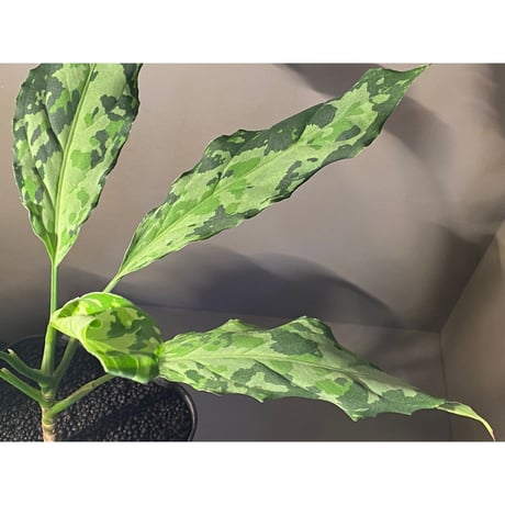 Aglaonema pictum from Sipirok North Sumatera