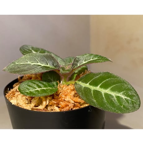 Codonoboea cf. pumilla from Riau sumatera [LA1119-02]
