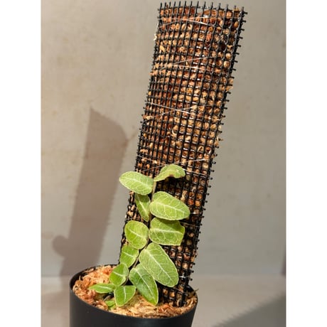 Marcgravia sp. from Iquitos Peru [tanakay]