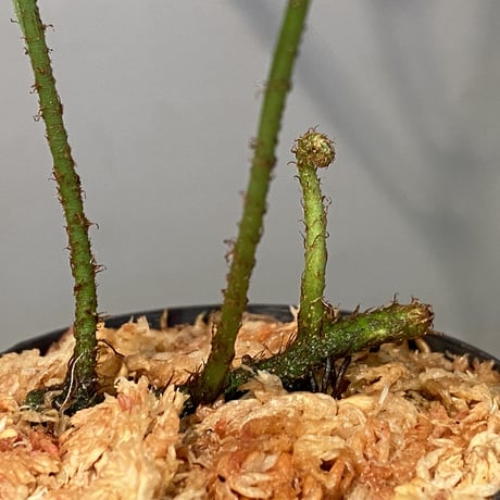Microsorium sp. from Saripoi [LA0515-02] ②