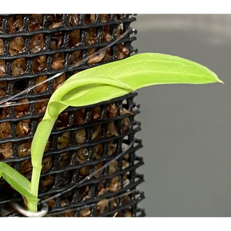 Epipremnum sp. from Khlong Yai Trat Thailand