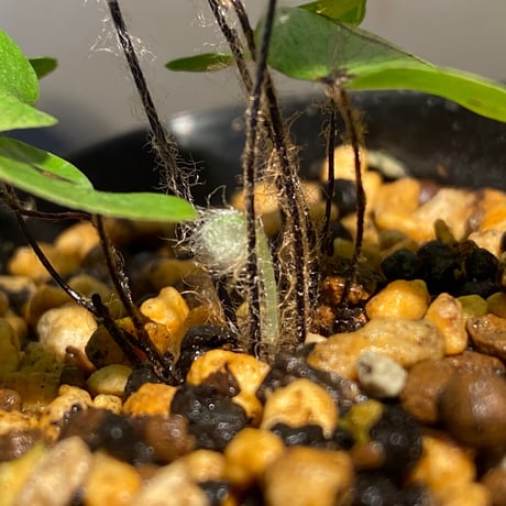 Adiantum reniforme