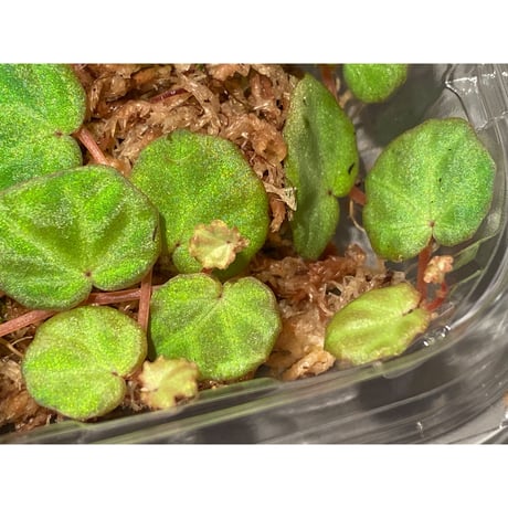 Begonia lichenora (sp.Mini) from Kalimantan Sarawak border [LA]