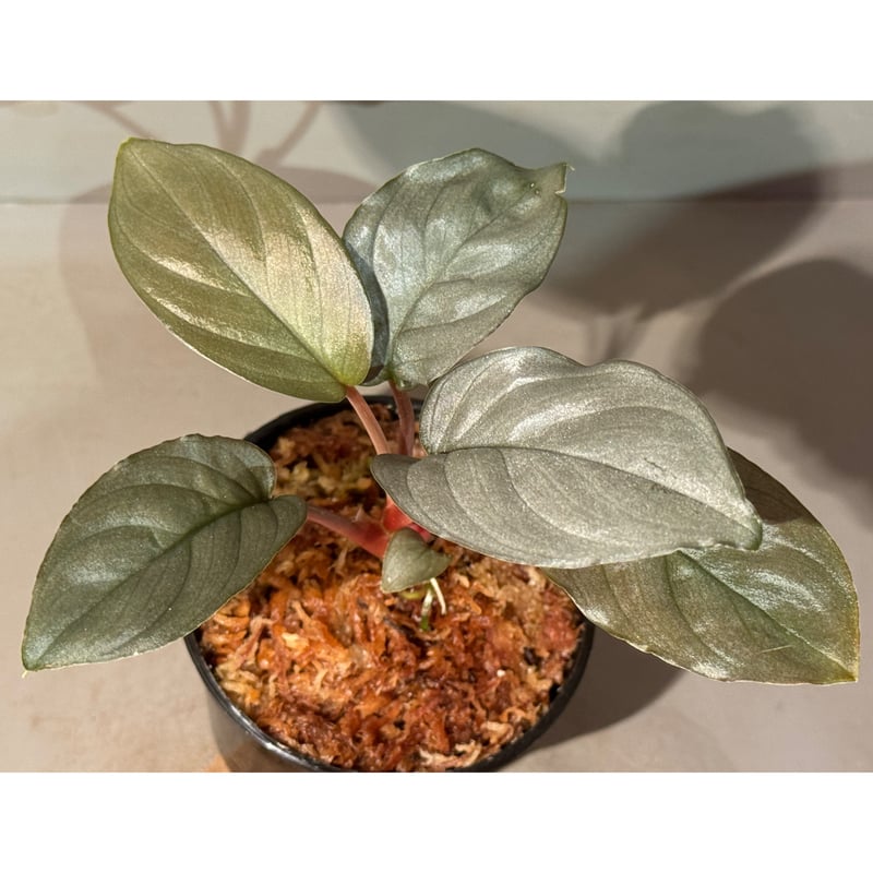 ホマロメナ homalomena lemon peel 正規タグ付き Homalomena sp