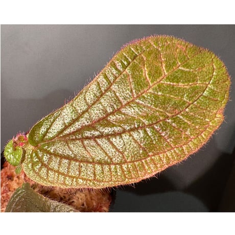 Sonerila sp. from Bukit Biru West Kalimantan
