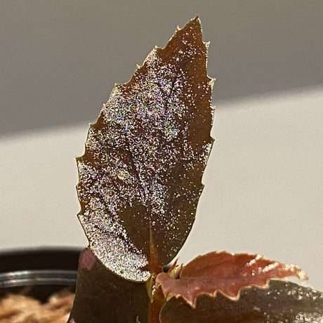 Begonia sp. from Julau [R1214-01b]