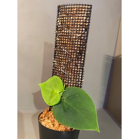 Philodendron sp. from Iquitos Peru [tanakay] ①