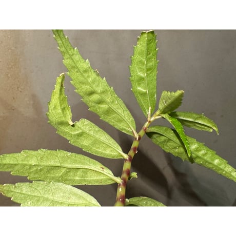 Elatostema sp. from Quezon, Luzon, Philippines