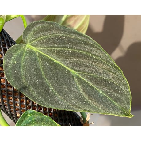 Philodendron triumphan