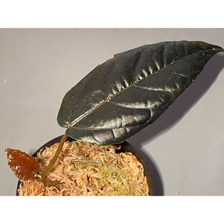 Pterisanthes sp. from Sidikalang [R0817-01c]