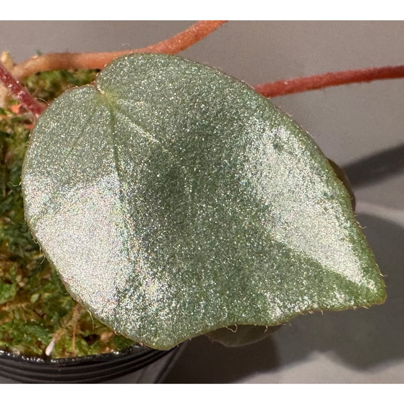 Begonia sp. f1 from Sumatera [NT ORCHID] | M・R・G・R