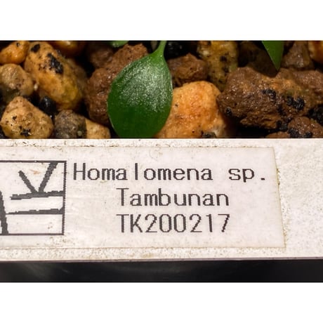 Homalomena sp. from Tambunan [TK200217]