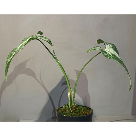sp. from Bahia Solano Colombia [tanakay]