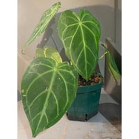 Anthurium magnificum