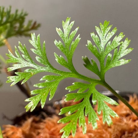 Davallia cf. parvula from Sanggau West Kalimantan