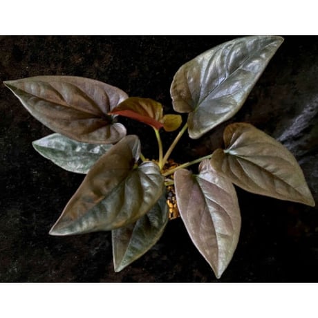 Syngonium sp. from Choco Colombia [tanakay]