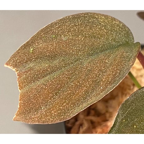 Homalomena sp. Red "Sabah-6" [R0515-03a] ②